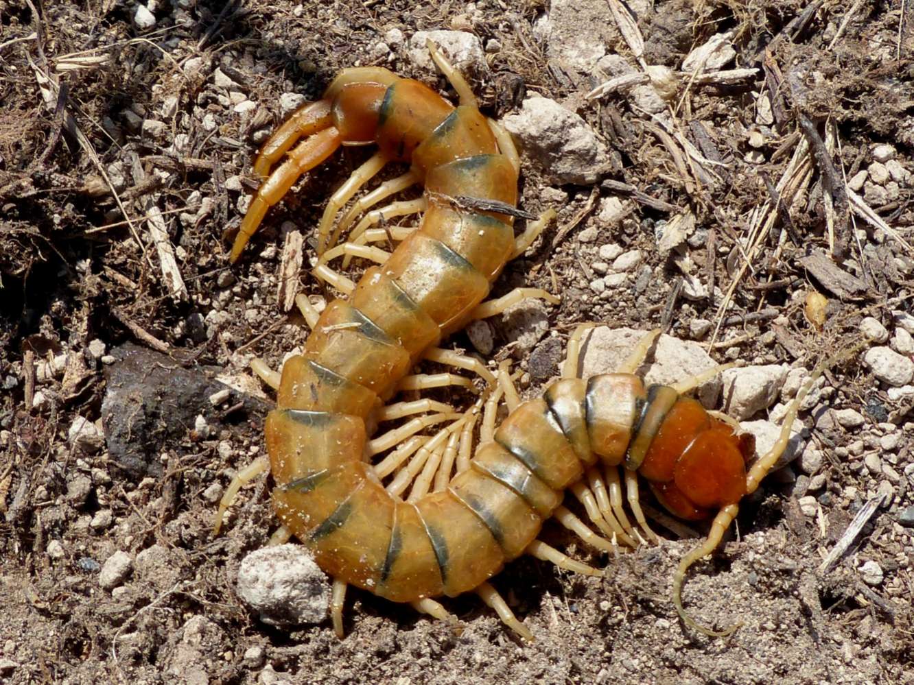 Scolopendra greca